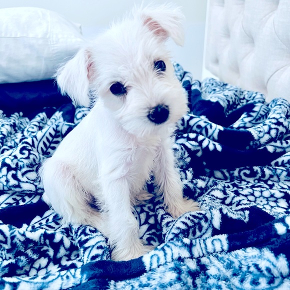 Meet your Posher, Patricia - Picture 1 of 1